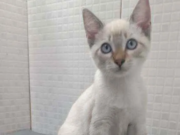 Gato raça Srd idade 2 a 6 meses nome Yoga