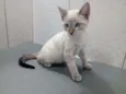 Gato raça Srd idade 2 a 6 meses nome Yoga