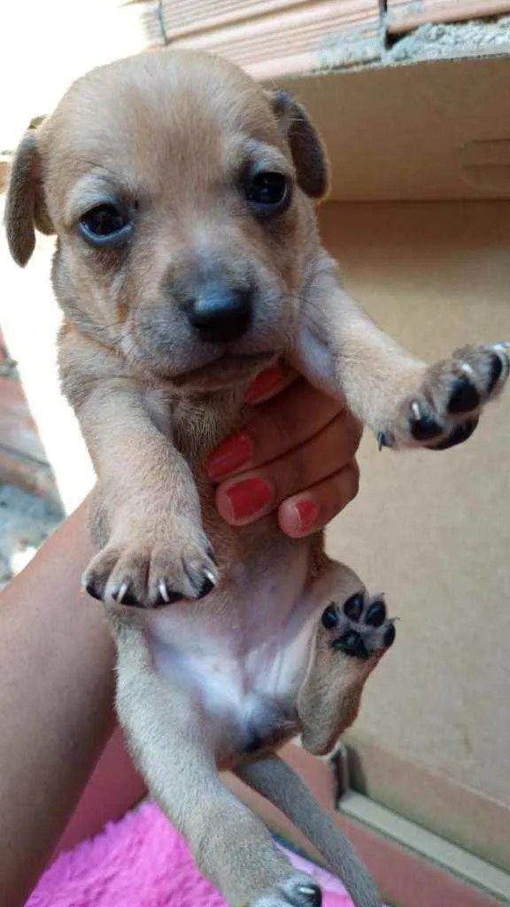 Cachorro raça Srd idade Abaixo de 2 meses nome Daya