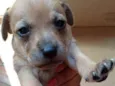 Cachorro raça Srd idade Abaixo de 2 meses nome Daya