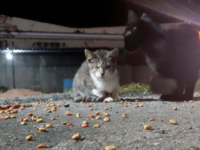 Gato ra a SRD idade 2 a 6 meses nome Especial