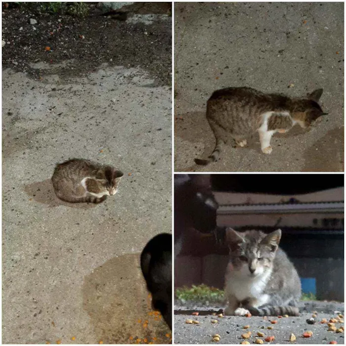 Gato ra a SRD idade 2 a 6 meses nome Especial