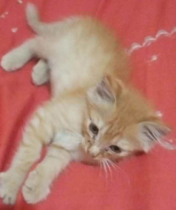 Gato ra a SRD idade 2 a 6 meses nome Sem nome