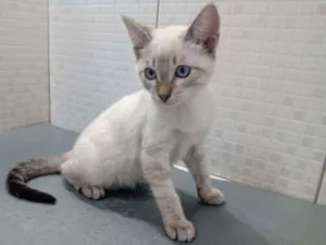 Gato raça Srd idade 2 a 6 meses nome Yoga
