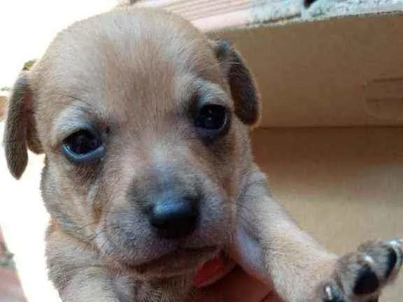Cachorro raça Srd idade Abaixo de 2 meses nome Daya