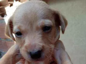 Cachorro raça Srd idade Abaixo de 2 meses nome Gandalf