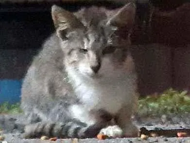 Gato ra a SRD idade 2 a 6 meses nome Especial