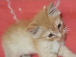 Gato raça SRD idade 2 a 6 meses nome Sem nome