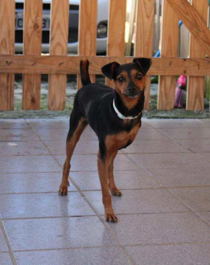 Cachorro ra a Srd idade 2 anos nome Noel