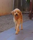Benji
