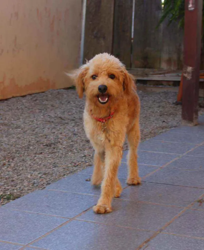 Cachorro ra a Srd idade 1 ano nome Benji