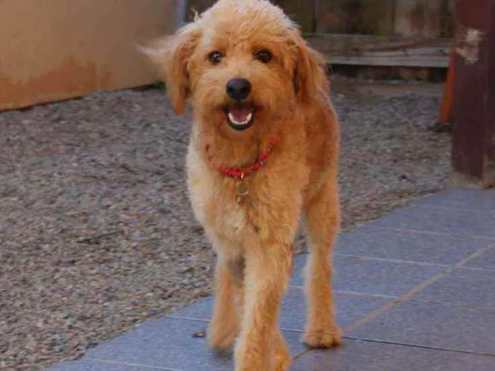 Cachorro ra a Srd idade 1 ano nome Benji