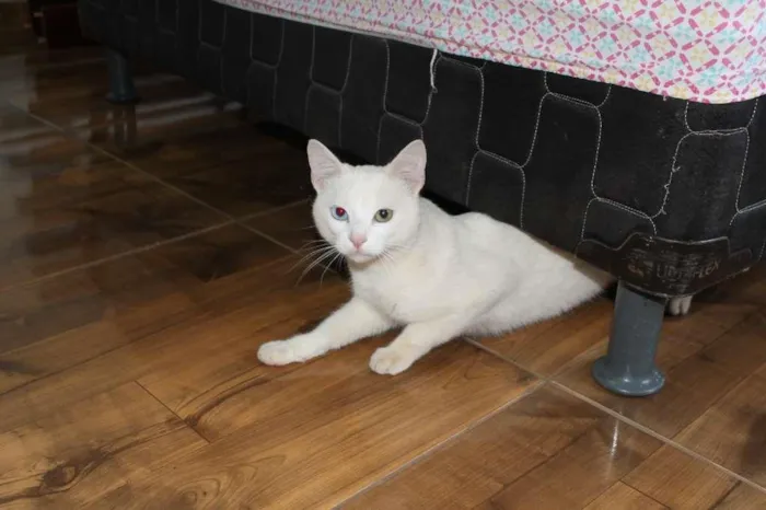 Gato raça SRD-ViraLata idade 1 ano nome Cheng