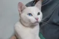 Cheng