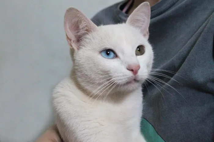 Gato raça SRD-ViraLata idade 1 ano nome Cheng