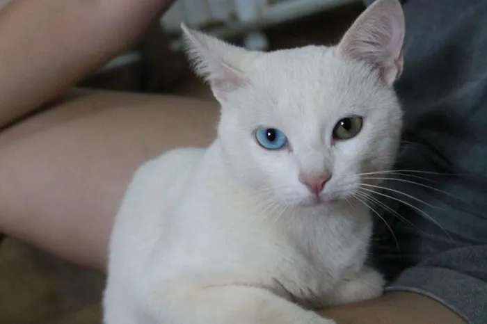 Gato raça SRD-ViraLata idade 1 ano nome Cheng