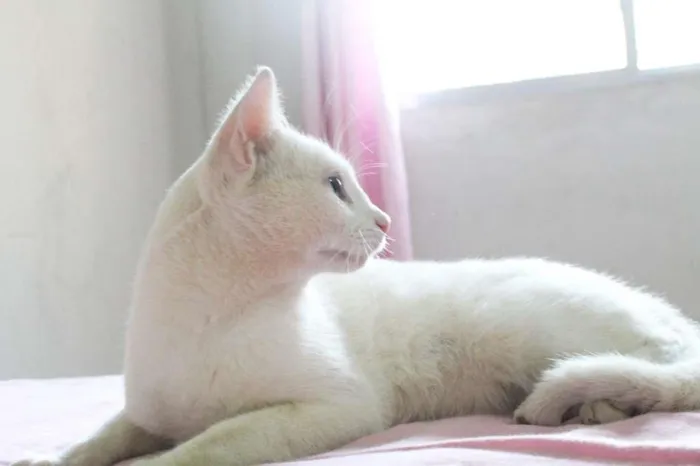 Gato raça SRD-ViraLata idade 1 ano nome Cheng