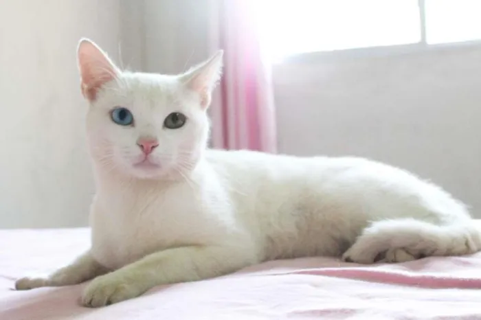 Gato raça SRD-ViraLata idade 1 ano nome Cheng