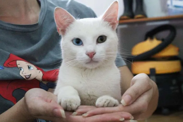 Gato raça SRD-ViraLata idade 1 ano nome Cheng