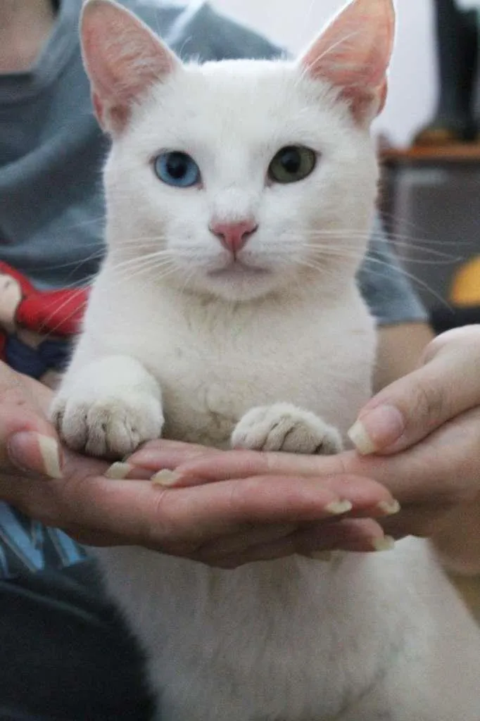Gato raça SRD-ViraLata idade 1 ano nome Cheng