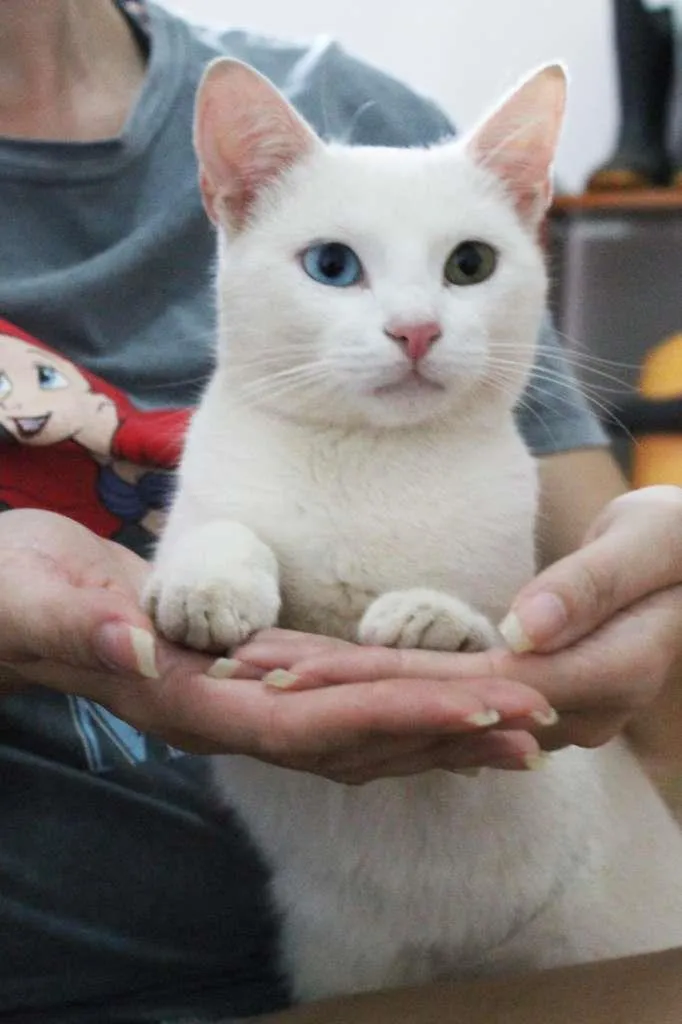 Gato raça SRD-ViraLata idade 1 ano nome Cheng