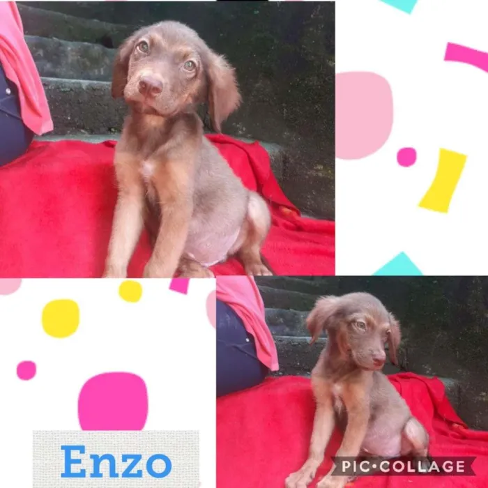 ENZO