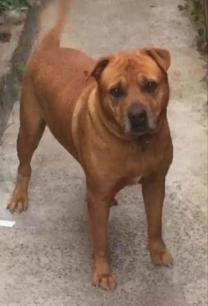 Cachorro raça SRD idade 5 anos nome Zeus
