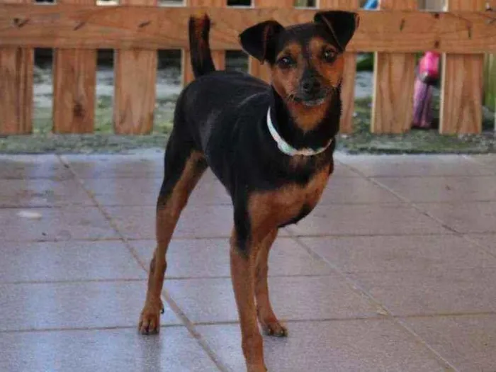 Cachorro ra a Srd idade 2 anos nome Noel