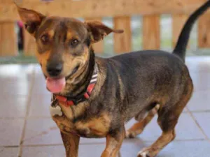 Cachorro raça Srd idade 1 ano nome Romeu