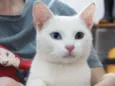 Cheng