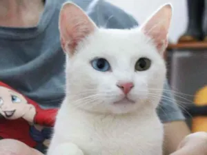 Gato raça SRD-ViraLata idade 1 ano nome Cheng