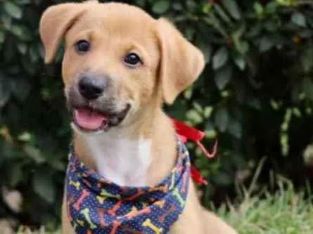 Cachorro raça  idade 2 a 6 meses nome Alex 