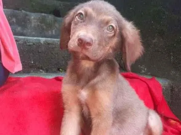 Cachorro raça SRD-ViraLata idade 2 a 6 meses nome ENZO