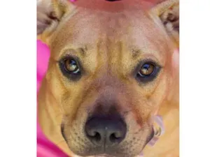 Cachorro raça SRD-ViraLata idade 7 a 11 meses nome Pitt