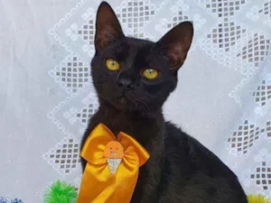 Gato raça SRD idade 2 a 6 meses nome OREO