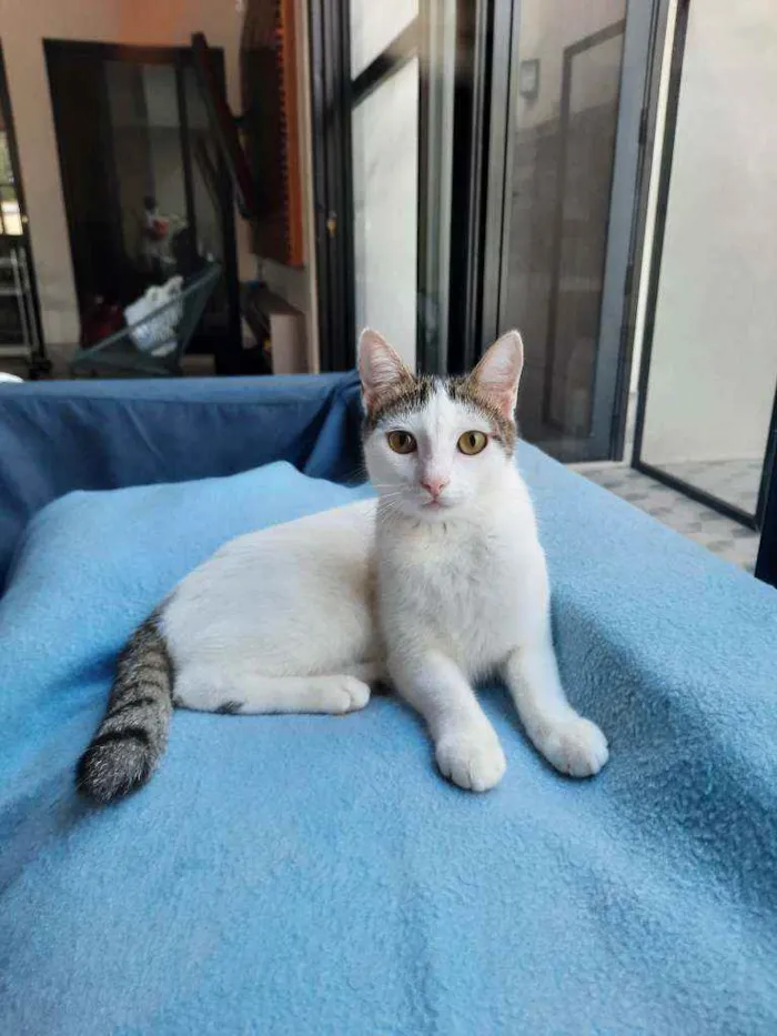 Gato ra a S.R.D. idade 2 a 6 meses nome Trixie