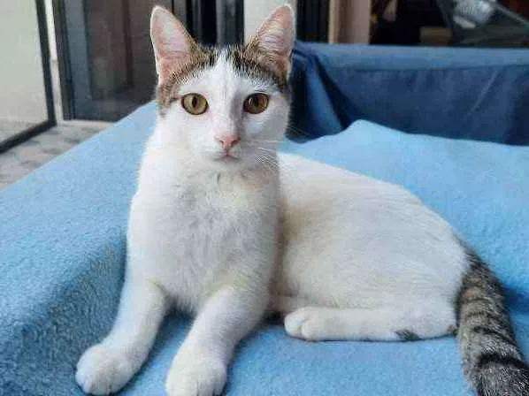 Gato ra a S.R.D. idade 2 a 6 meses nome Trixie