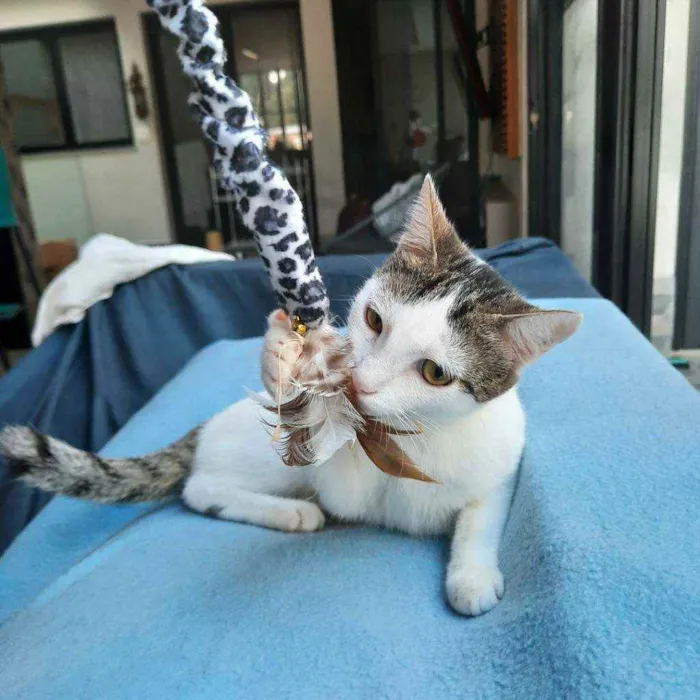 Gato ra a S.R.D. idade 2 a 6 meses nome Trixie