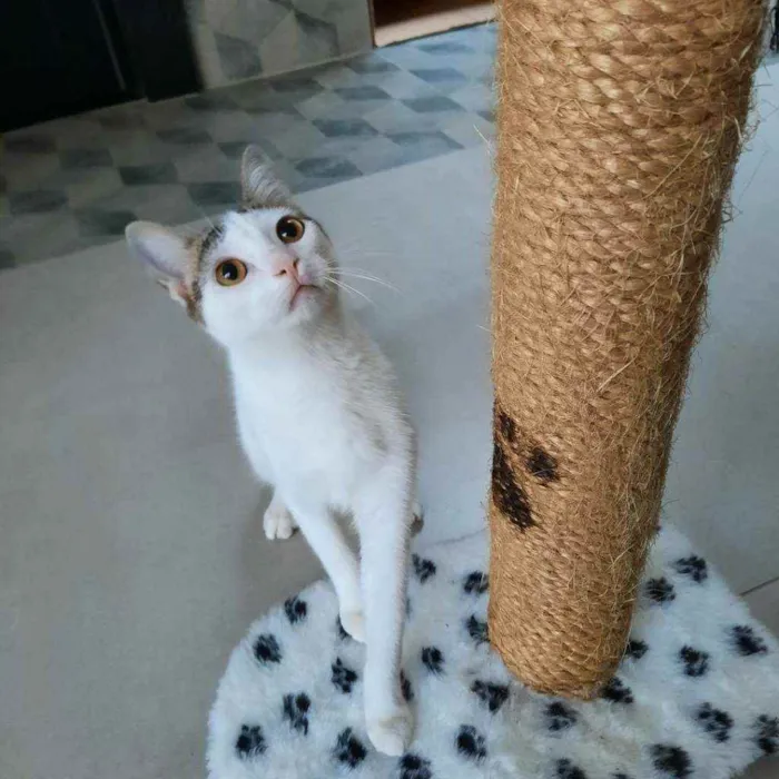 Gato ra a S.R.D. idade 2 a 6 meses nome Trixie