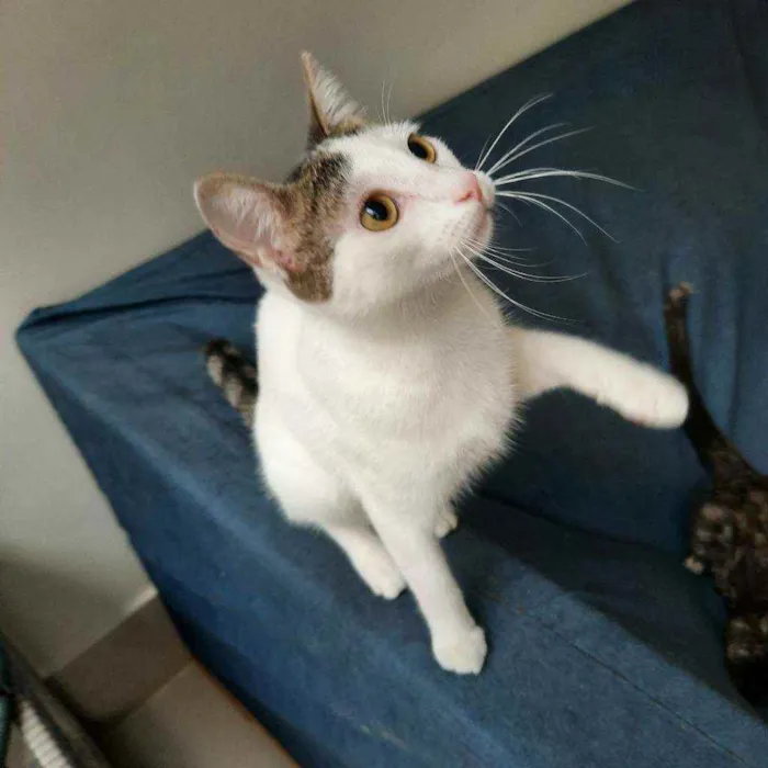 Gato ra a S.R.D. idade 2 a 6 meses nome Trixie