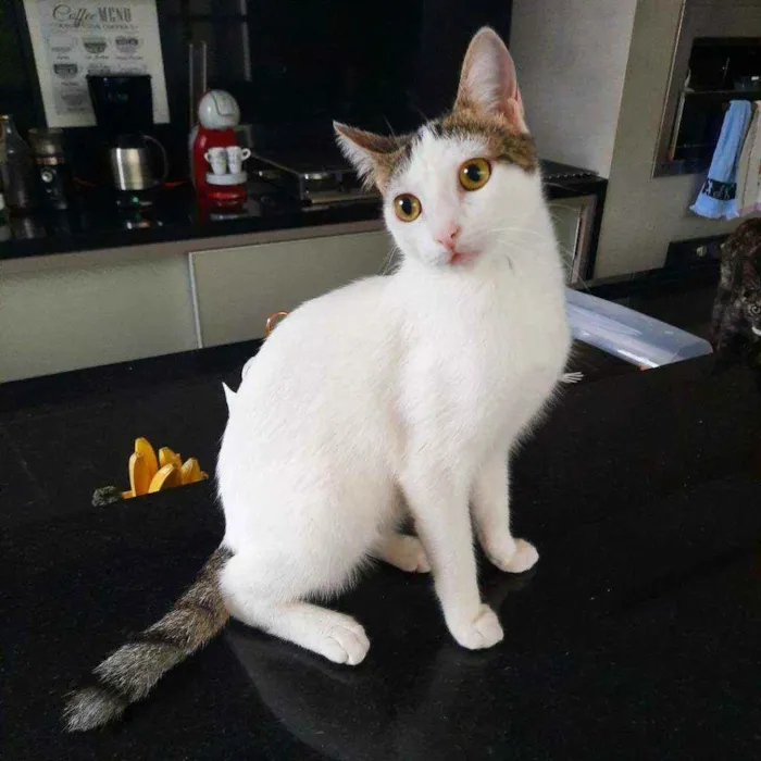 Gato ra a S.R.D. idade 2 a 6 meses nome Trixie