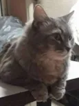 Allegra
