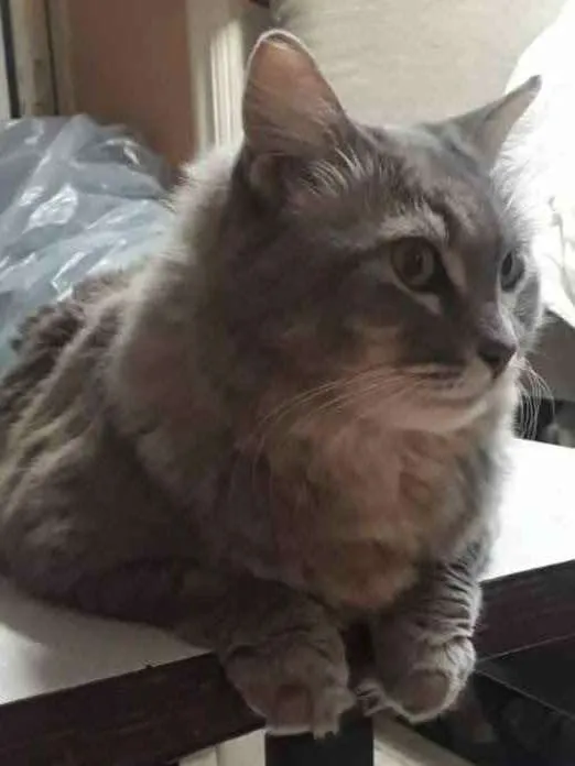 Gato ra a Siames idade 1 ano nome Allegra