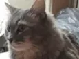 Allegra