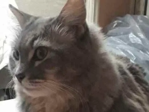 Gato ra a Siames idade 1 ano nome Allegra