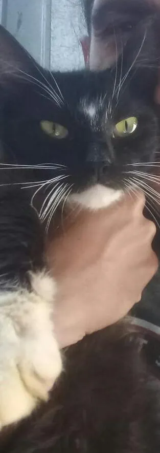 Gato ra a Srd idade 1 ano nome Amora