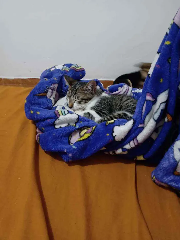 Gato ra a Sem raça definida idade 2 a 6 meses nome Tom