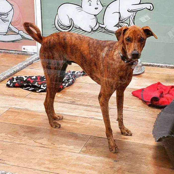 Cachorro ra a SRD idade 2 anos nome GAEL 