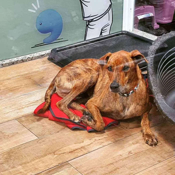Cachorro ra a SRD idade 2 anos nome GAEL 