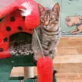 PAULO 